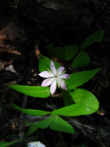 broad-leafed starflower